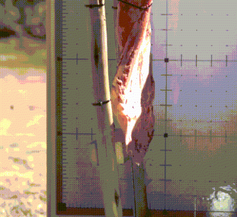 Ashby 350 Grain Broadhead Breaking Scapula