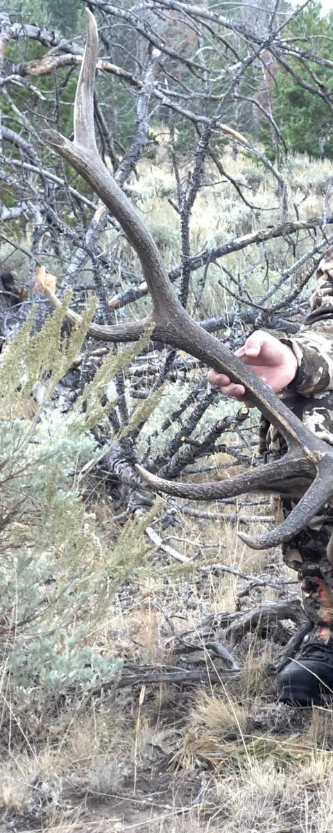 an elk harvested with a crossbow