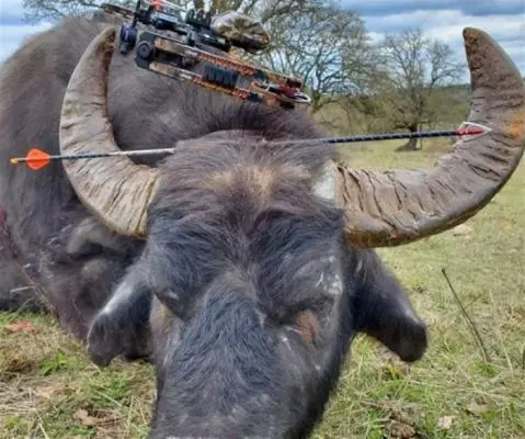 Water Buffalo Taken With an OverKill Silver Flame 125 Double Bevel Broadhead