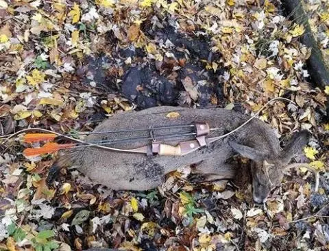 Light Poundage Bowhunting Success with Dr Ed Ashby's Big Game System
