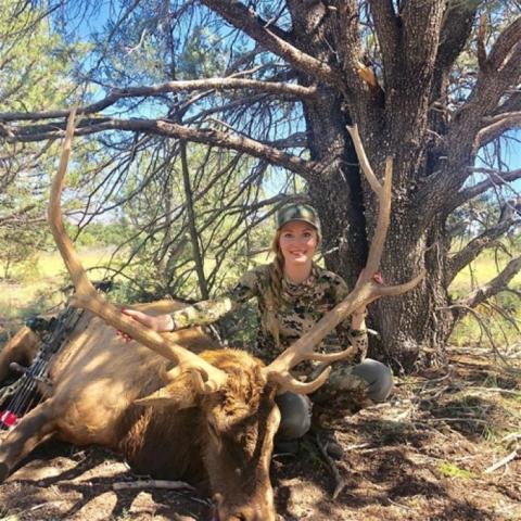 Elk Taken with Light Poundage Bow and Maasai 125 grain Broadhead