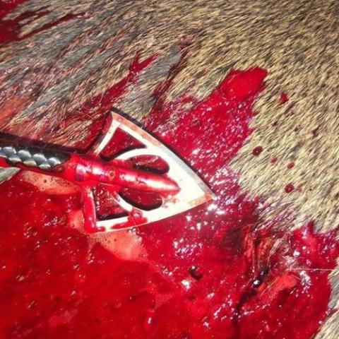 Silver Flame Broadhead results