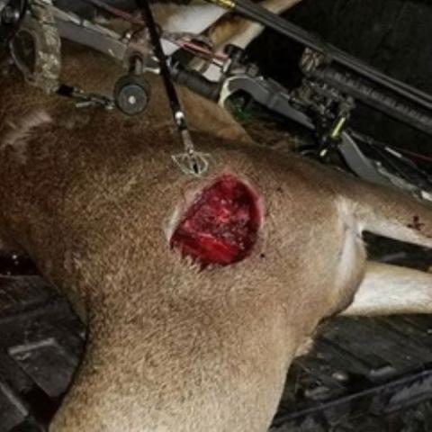 Silver Flame Broadhead results