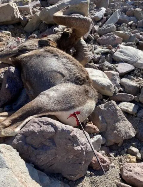 Penetration from frontal shot with Samurai single bevel broadhead