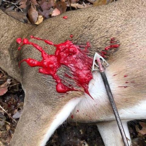 Would channel/blood on whitetail from OverKill Silver Flame XL 125 Broadhead