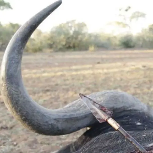 Ashby_Broadheads_Cape_Buffalo_Pass_Through