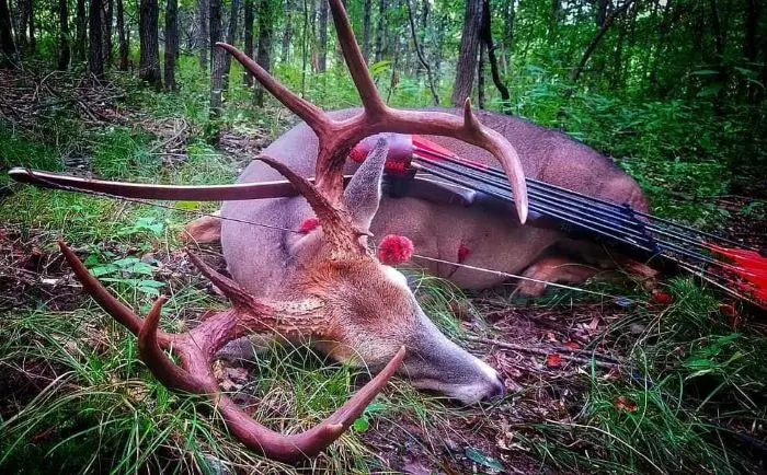 GrizzlyStik Customer Deer Success Using OverKill Samurai 200