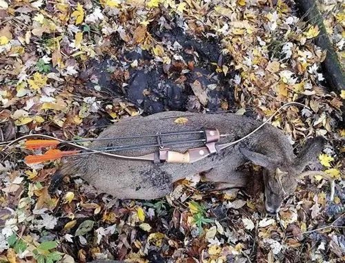 Light Poundage Bowhunting Success with Dr Ed Ashby's Big Game System