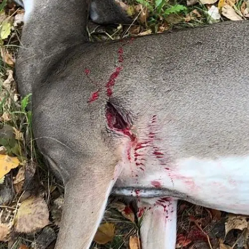 Silver Flame Broadhead results