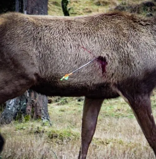 Broadhead failure
