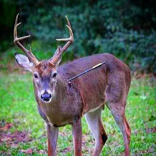 Broadhead Failure