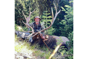 Bull Elk Stickbow Hunt Success