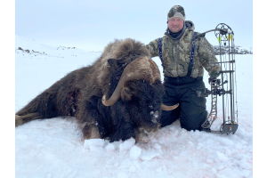 Spring Musk Ox