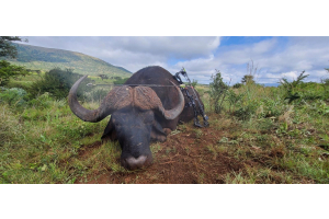 Cape Buffalo taken with GrizzlyStik, bowhunting success story