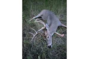 Deer taken with GrizzlyStik, bowhunting success story