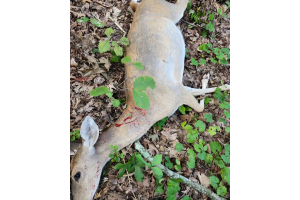 Doe taken with GrizzlyStik, bowhunting success story