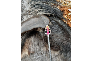 Meat Animals taken with GrizzlyStik, bowhunting success story