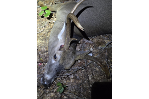 Whitetail Buck taken with GrizzlyStik, bowhunting success story
