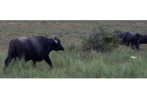 Argentina Water Buffalo