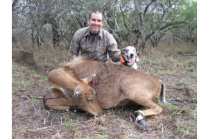 Texas Nilgai Cow