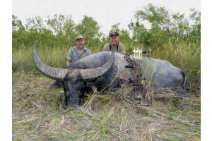 Monster Asiatic buffalo