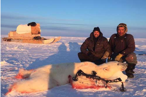 A polar bear hunt is a special hunt indeed