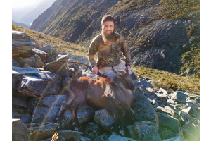 Himalayan Tahr