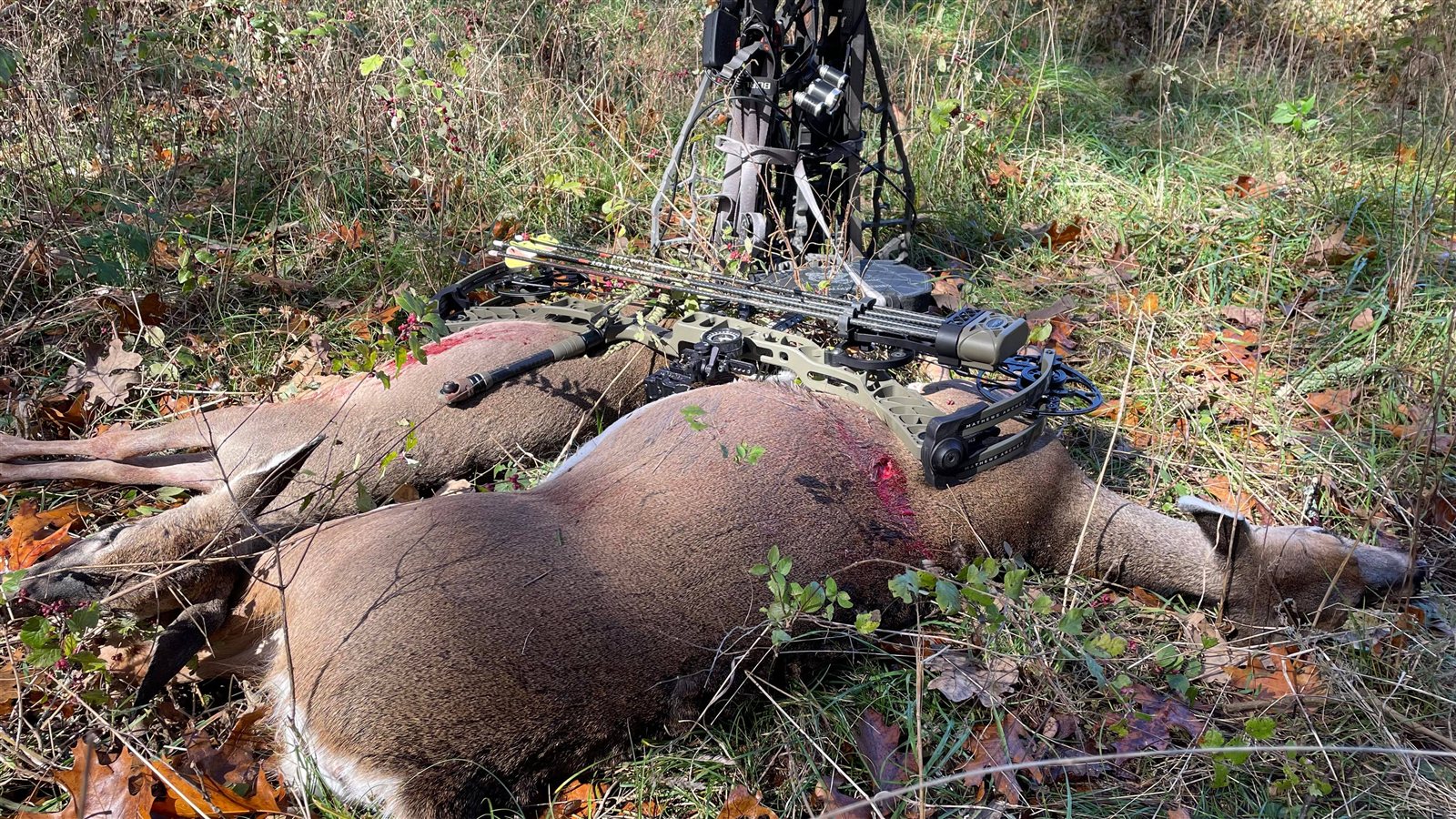 2 Does taken with GrizzlyStik, bowhunting success story