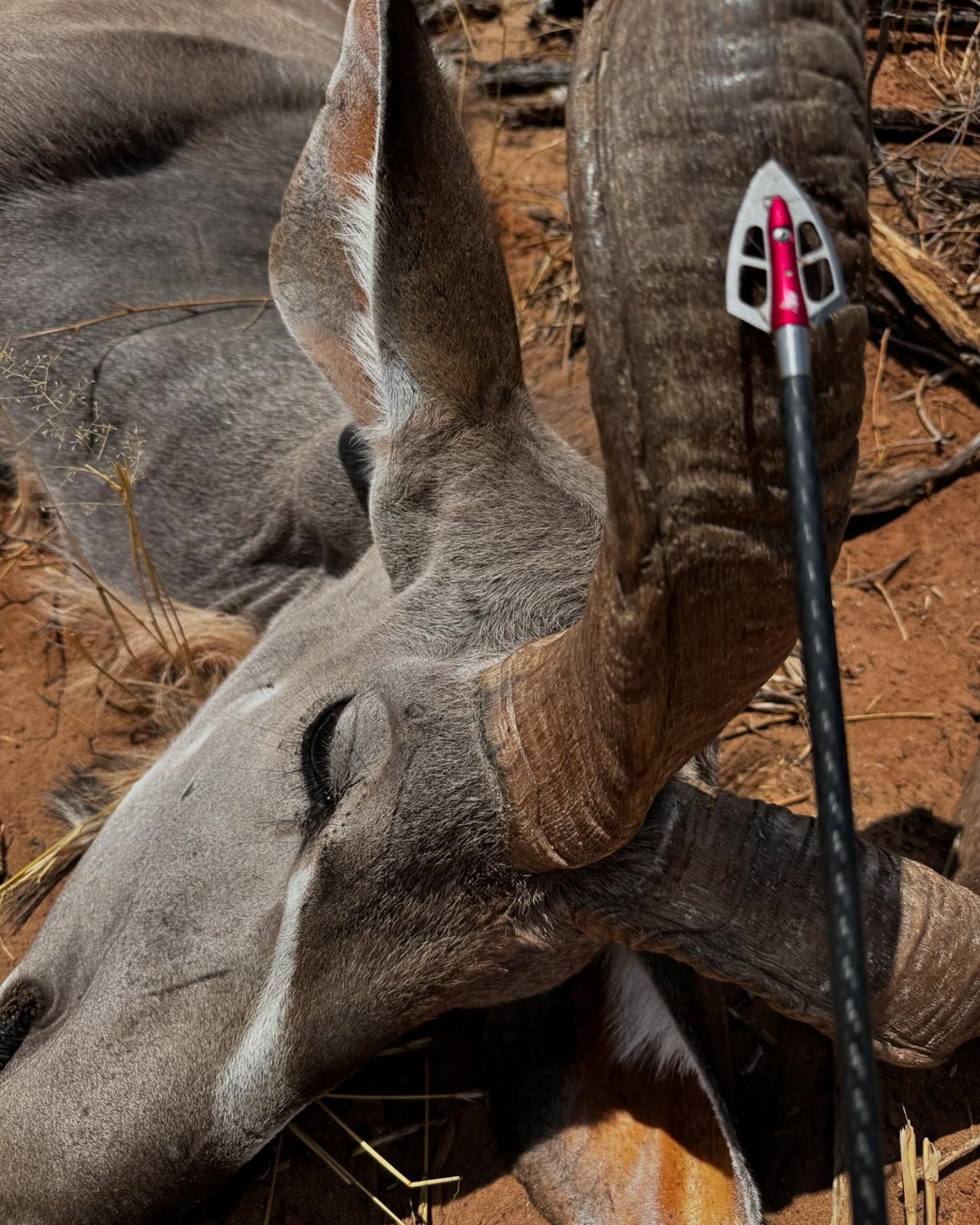 6 Animals taken with GrizzlyStik, bowhunting success story