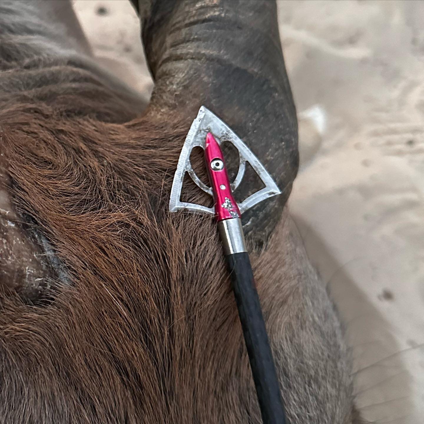 9 Animals taken with GrizzlyStik, bowhunting success story