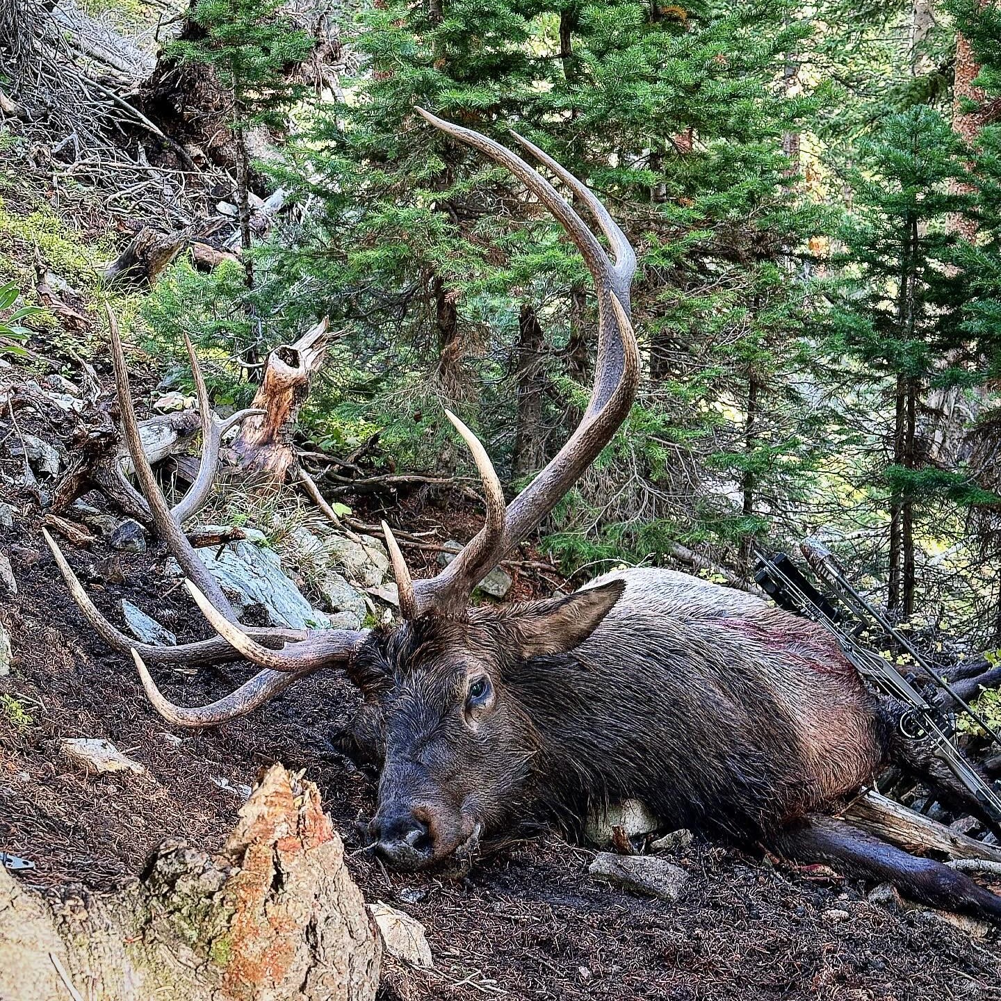 Herd Bull Archery Success