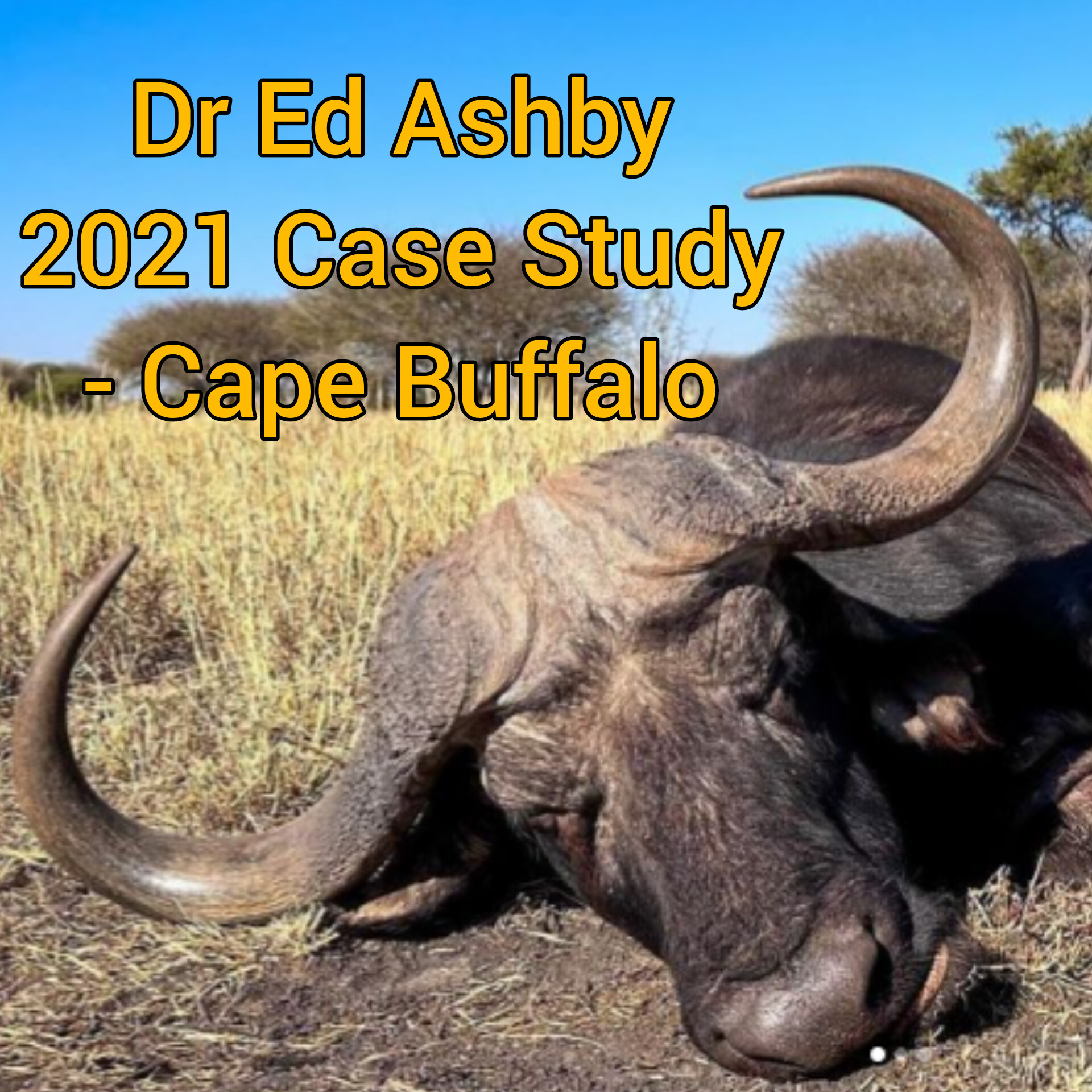 Dr Ed Ashby 2021 Case Study - Cape Buffalo