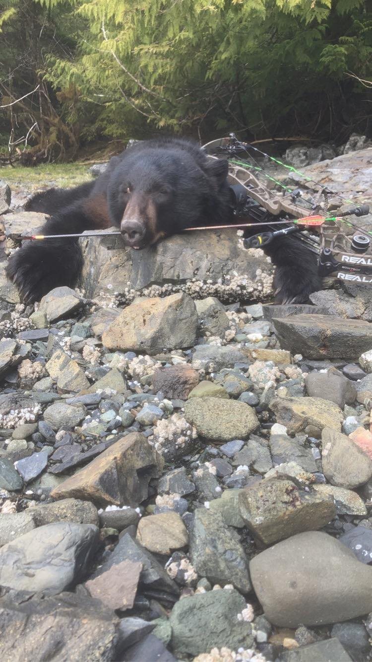 Alaskan Black Bear taken with GrizzlyStik, bowhunting success story