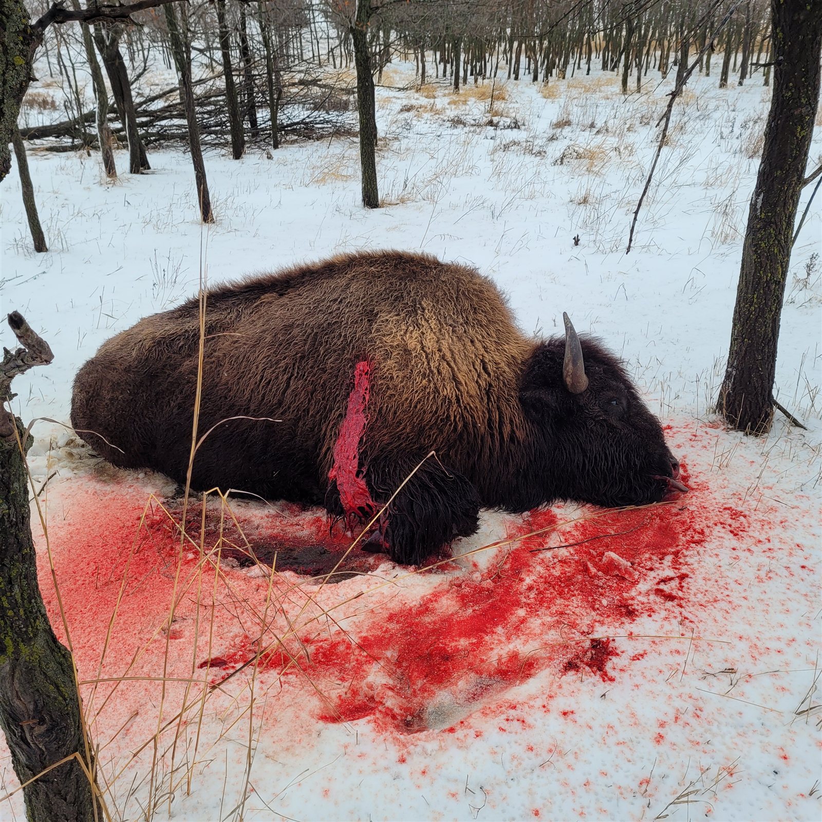 Bison taken with GrizzlyStik, bowhunting success story