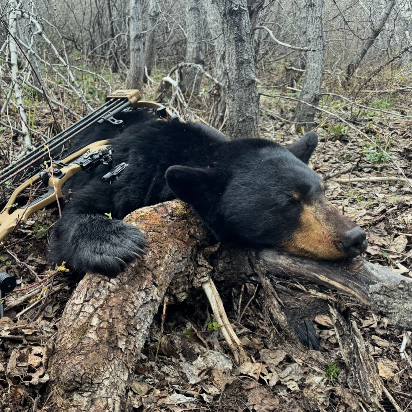 Black Bear taken with GrizzlyStik, bowhunting success story
