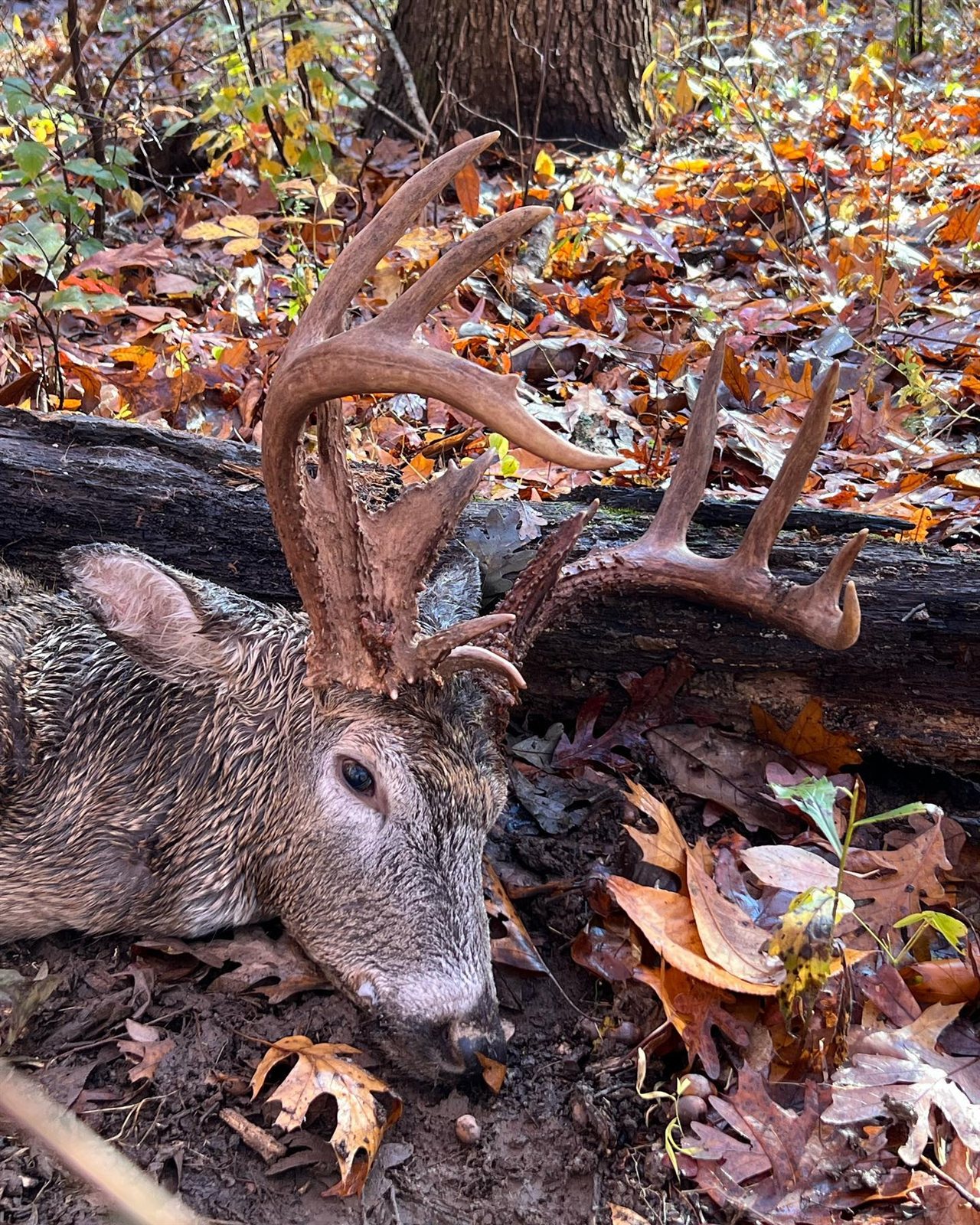 Buck taken with GrizzlyStik, bowhunting success story