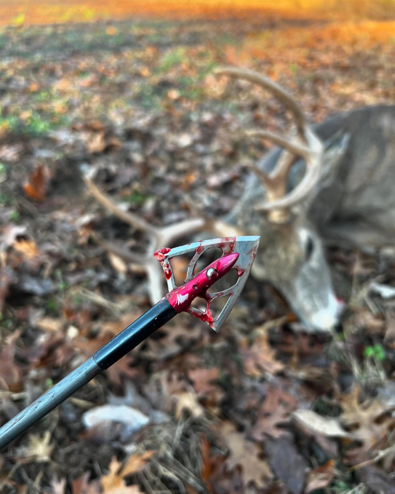Buck + Doe taken with GrizzlyStik, bowhunting success story