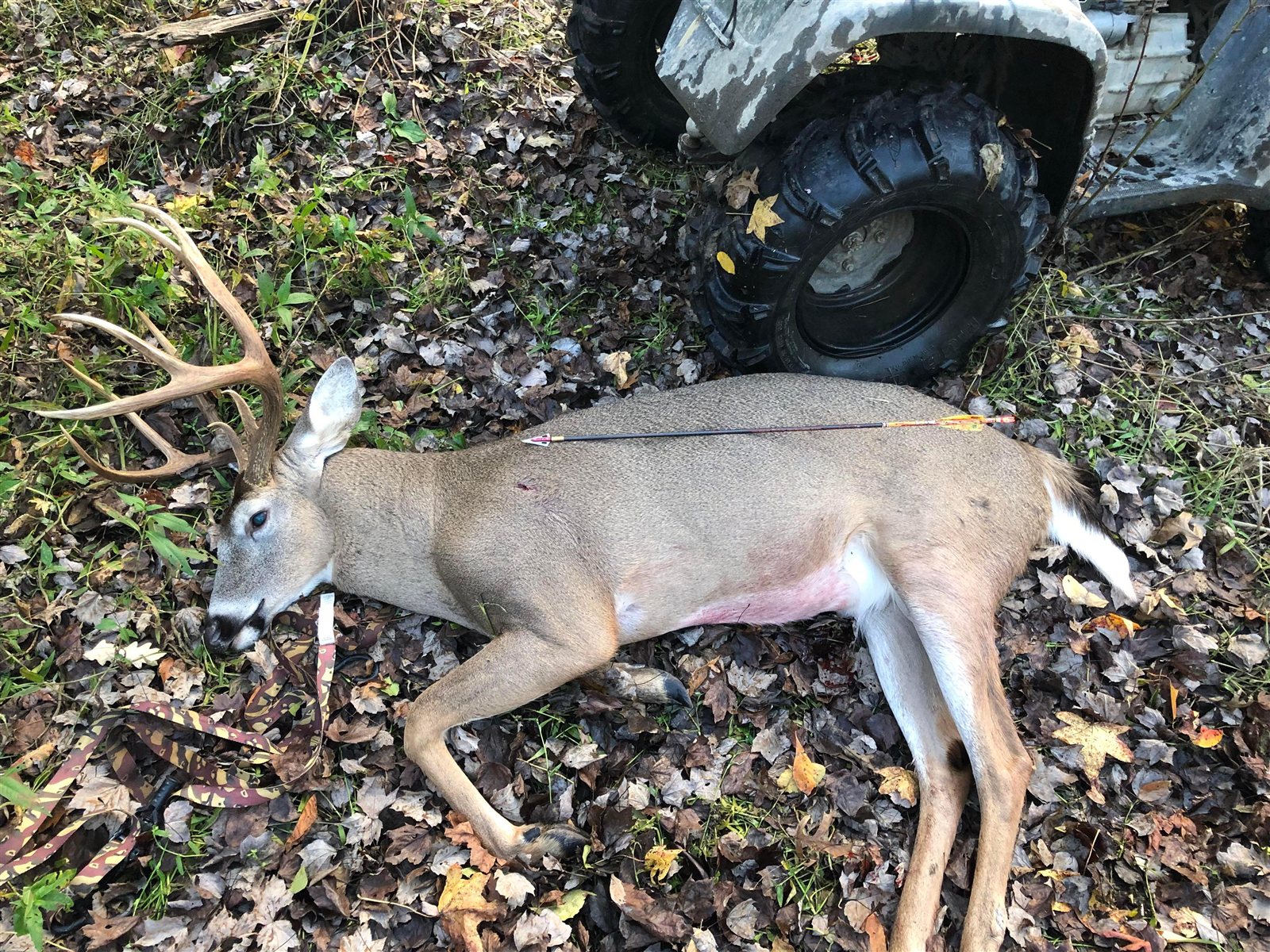 Buck taken with GrizzlyStik, bowhunting success story