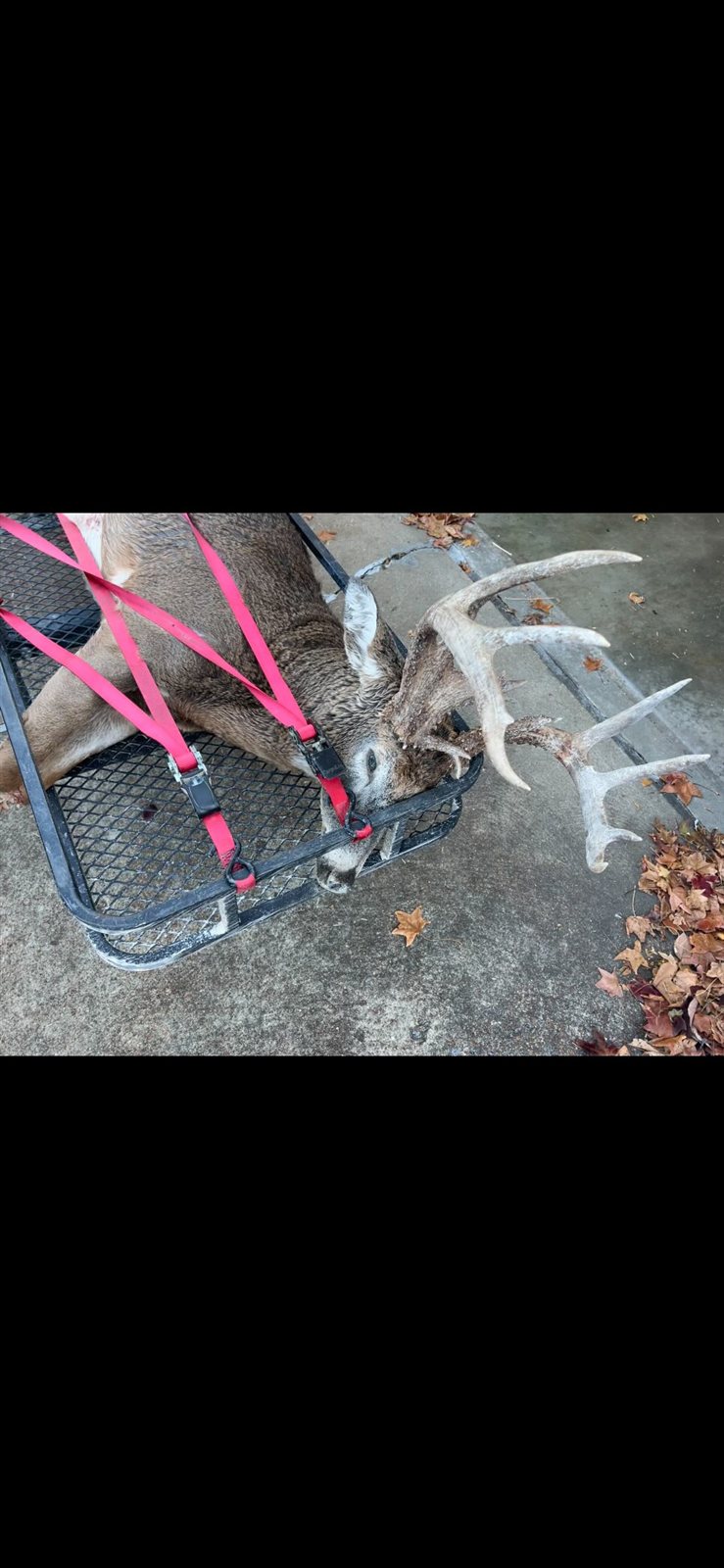 Buck taken with GrizzlyStik, bowhunting success story