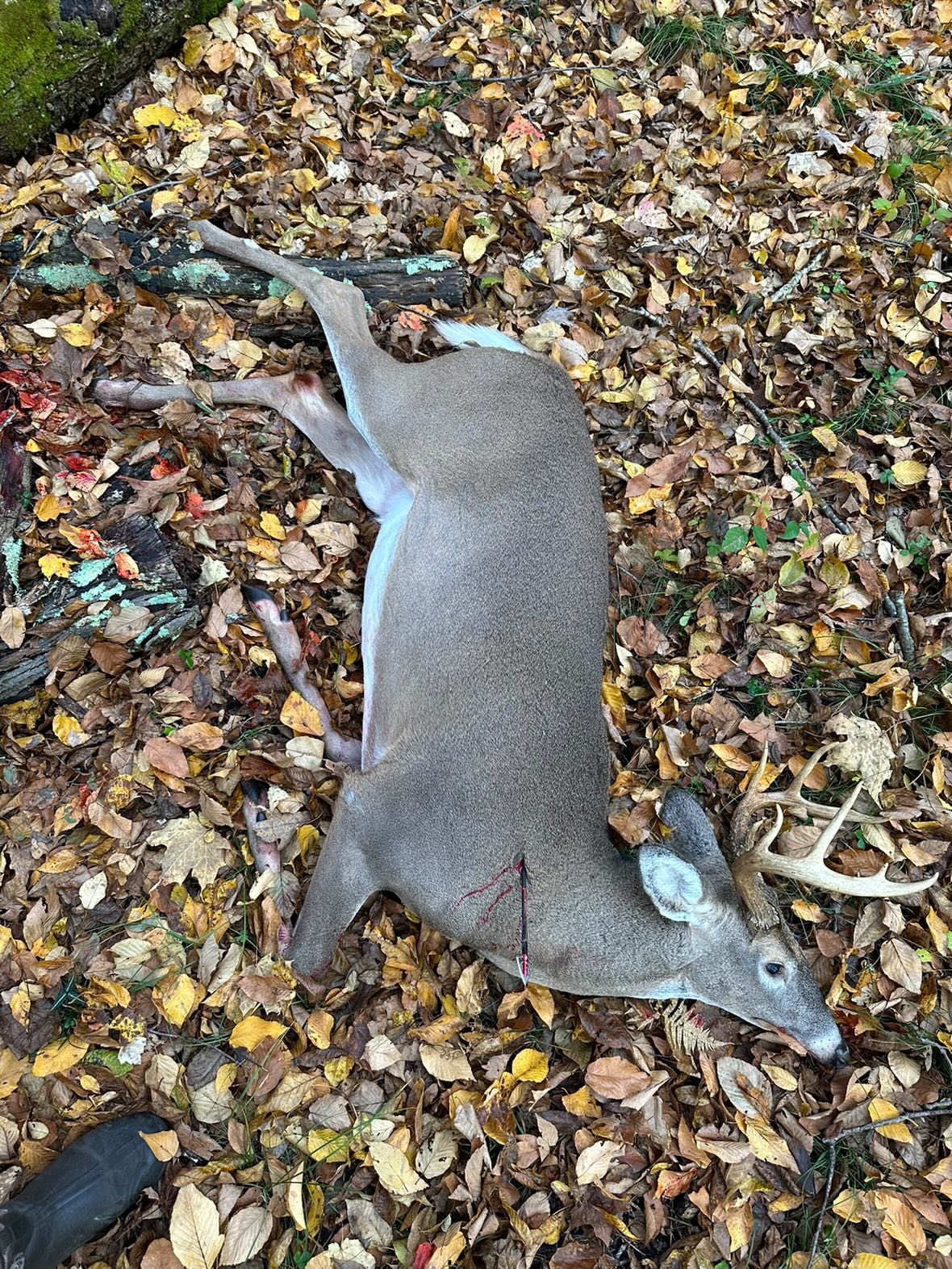 Buck taken with GrizzlyStik, bowhunting success story