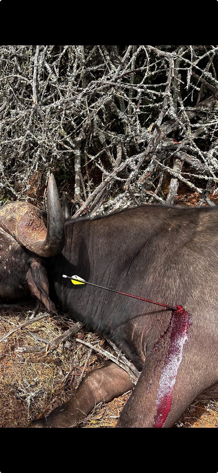 Buffalo taken with GrizzlyStik, bowhunting success story