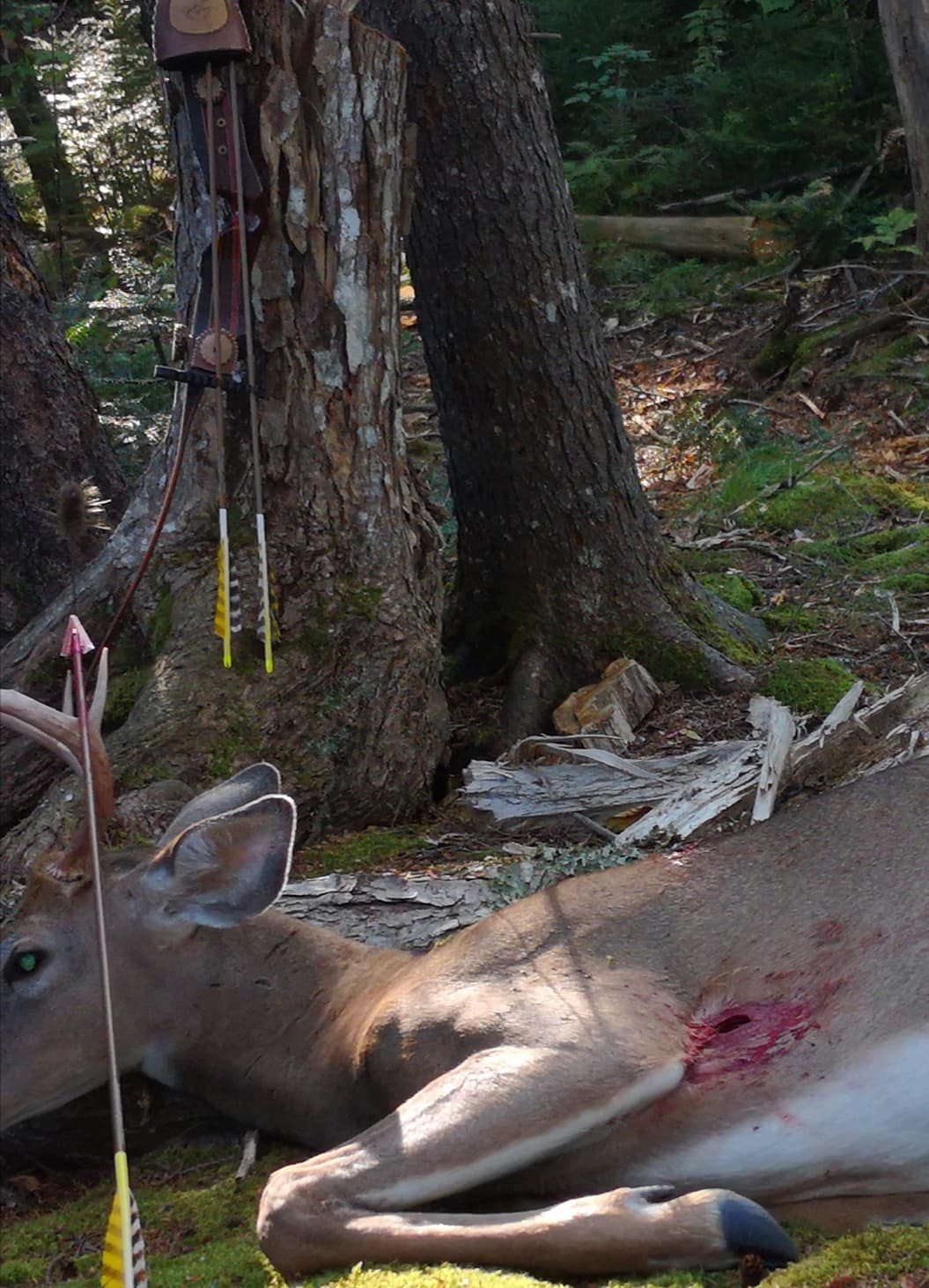 Buffalo + Moose + Deer taken with GrizzlyStik, bowhunting success story