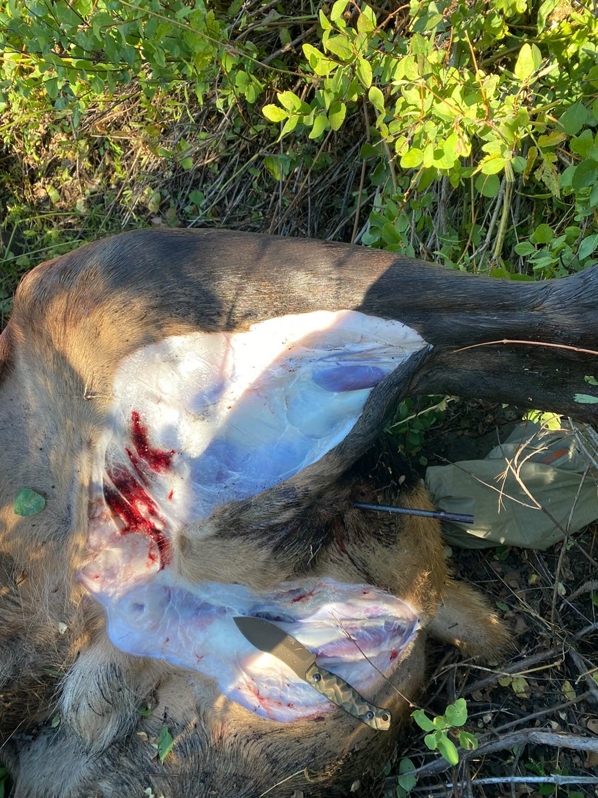 Bull Elk taken with GrizzlyStik, bowhunting success story