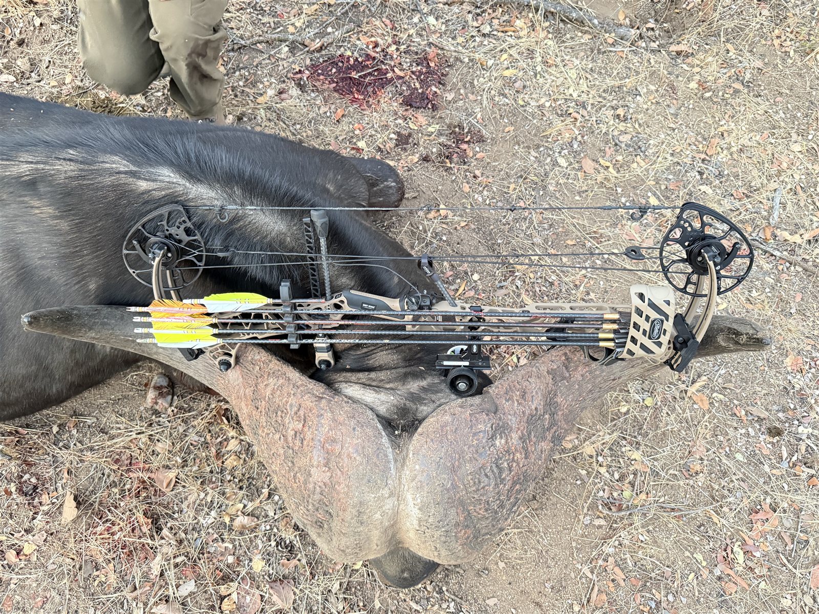 Cape Buffalo taken with GrizzlyStik, bowhunting success story