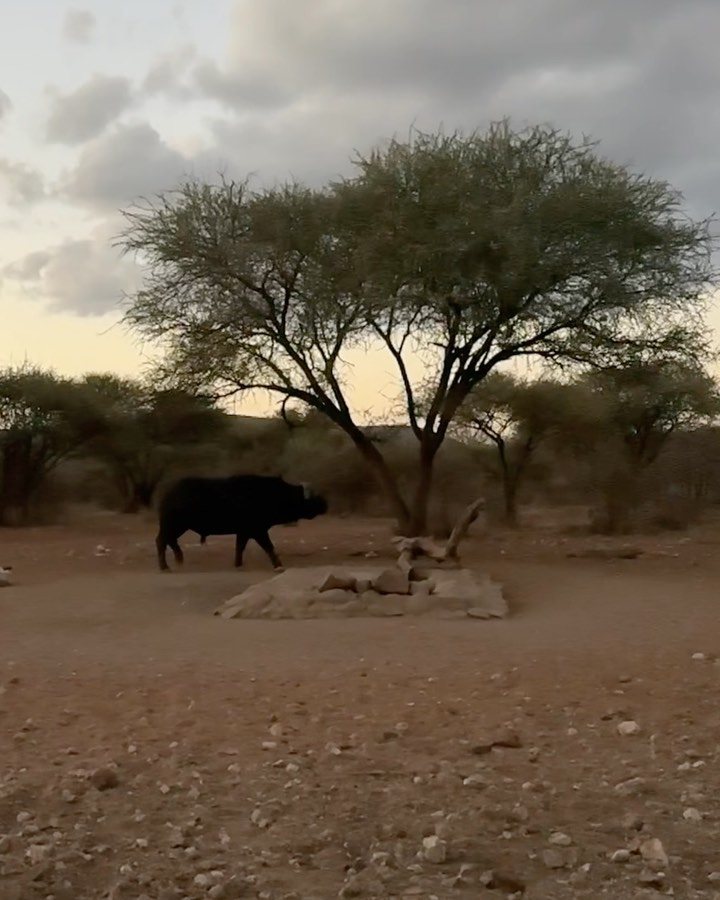 Cape Buffalo taken with GrizzlyStik, bowhunting success story