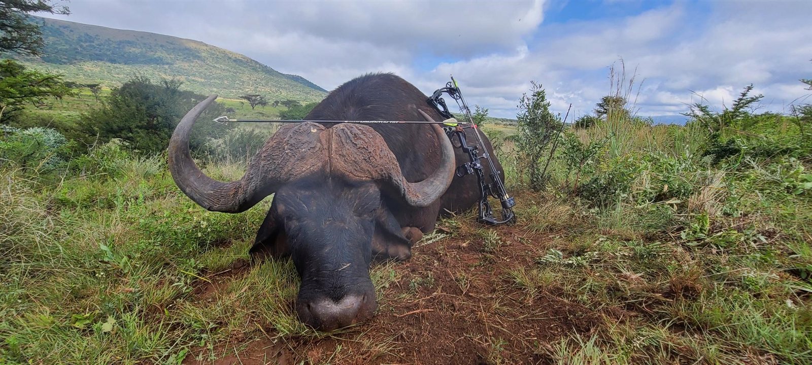 Cape Buffalo taken with GrizzlyStik, bowhunting success story