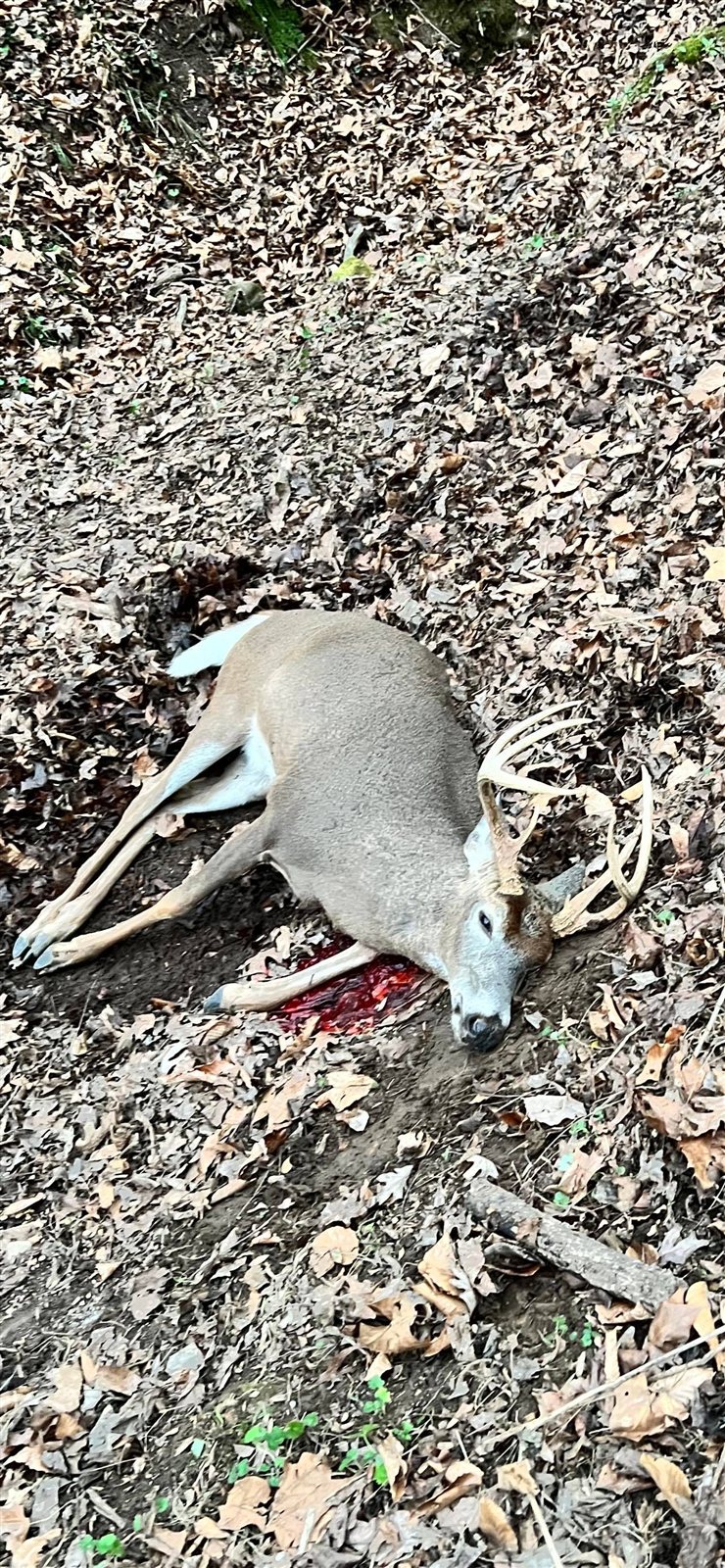 Deer taken with GrizzlyStik, bowhunting success story