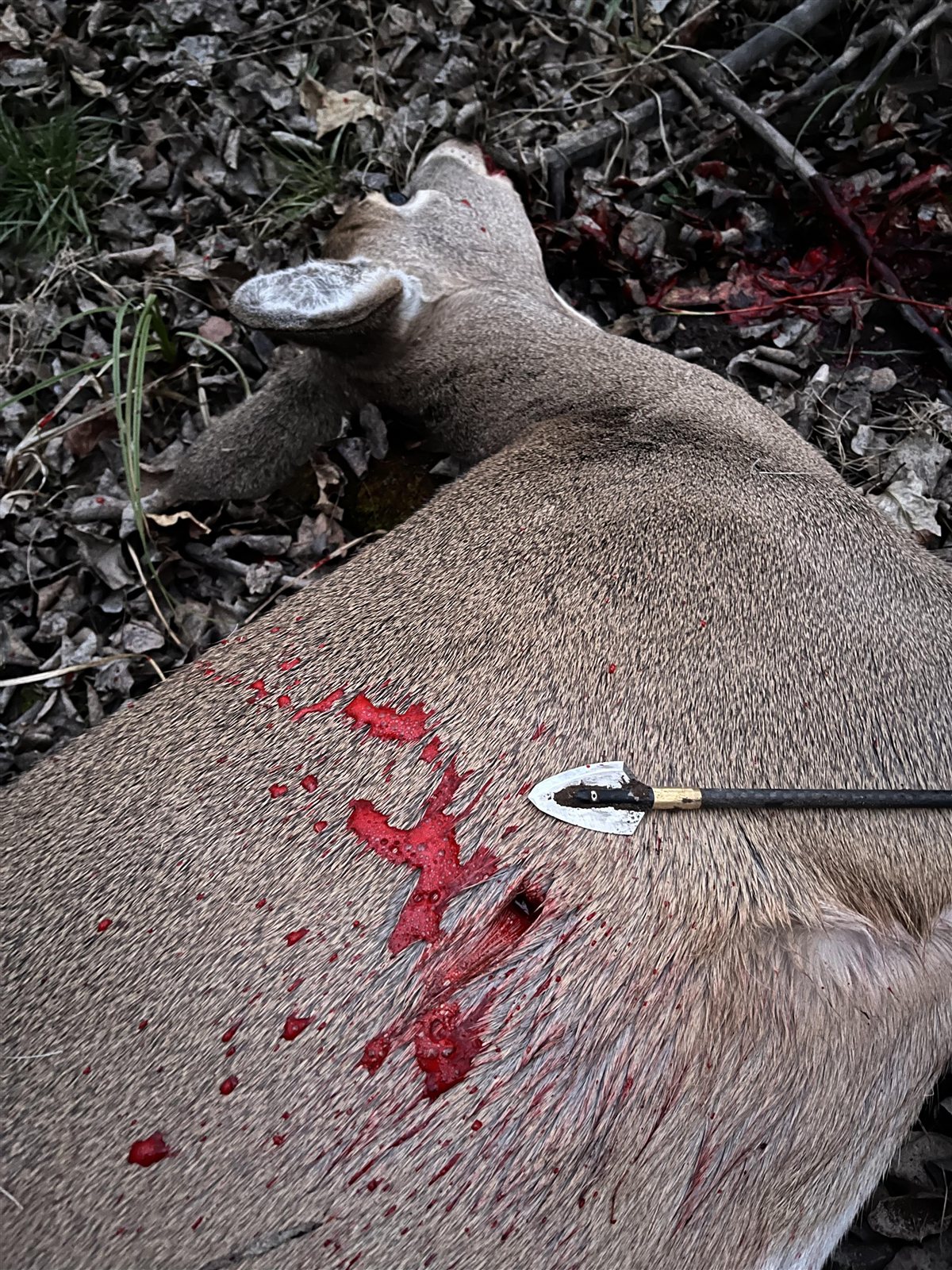 Deer taken with GrizzlyStik, bowhunting success story
