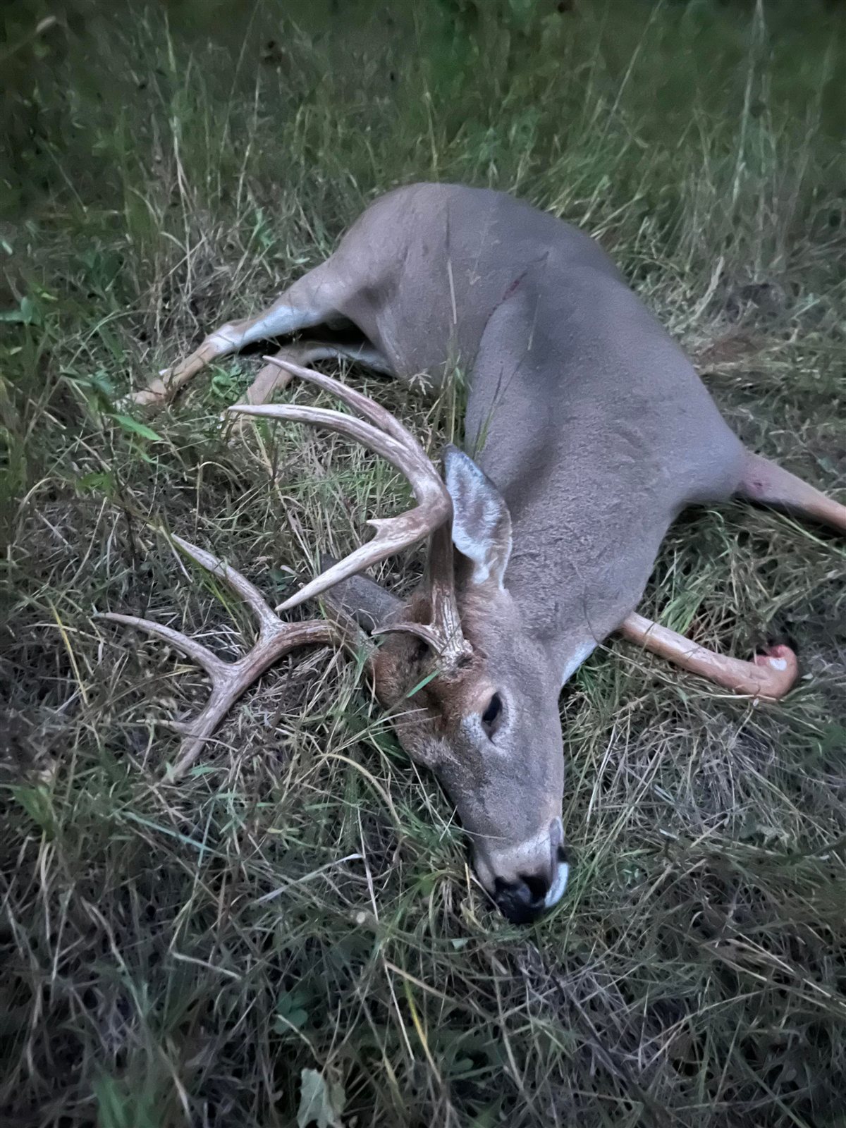 Deer taken with GrizzlyStik, bowhunting success story