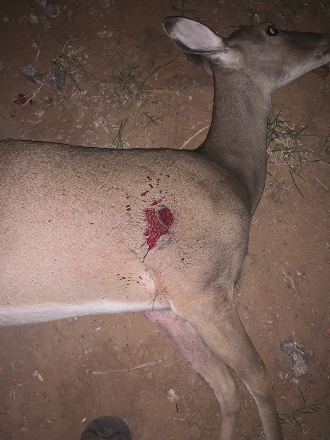 Deer taken with GrizzlyStik, bowhunting success story
